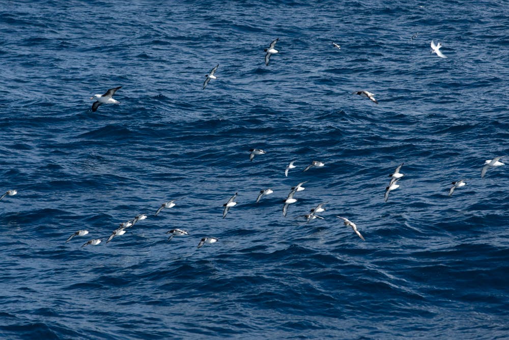 Birds off the coast of Antarctica— no, these are not penguins. 