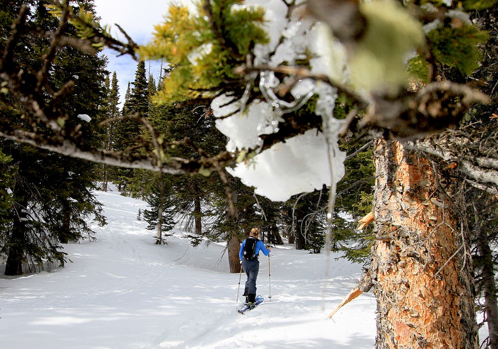 Upwards We Go Emily Templin Lesh works her way to timberline.