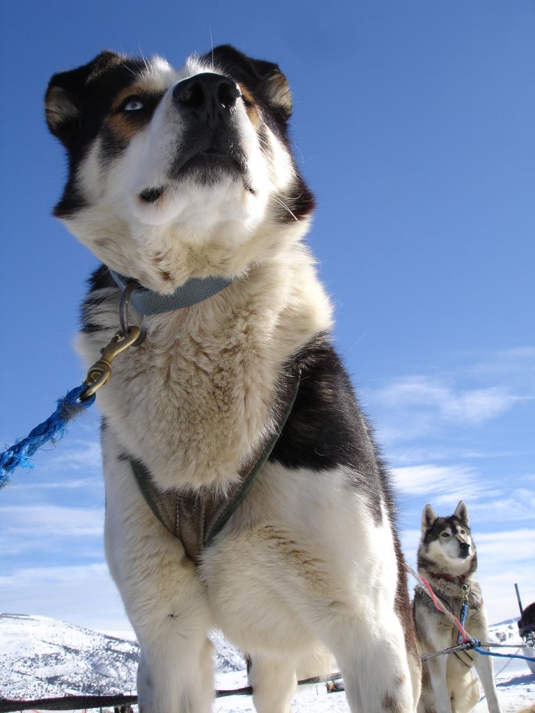 Dog Sledding in Wolcott SKI