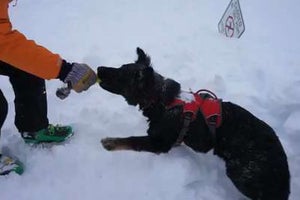 Avalanche Dog Training