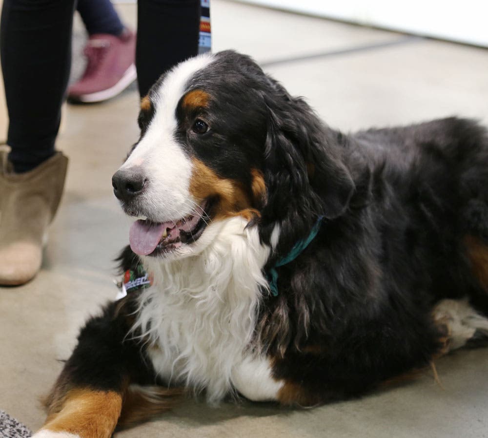 sia_2017_dogs_fluffy None