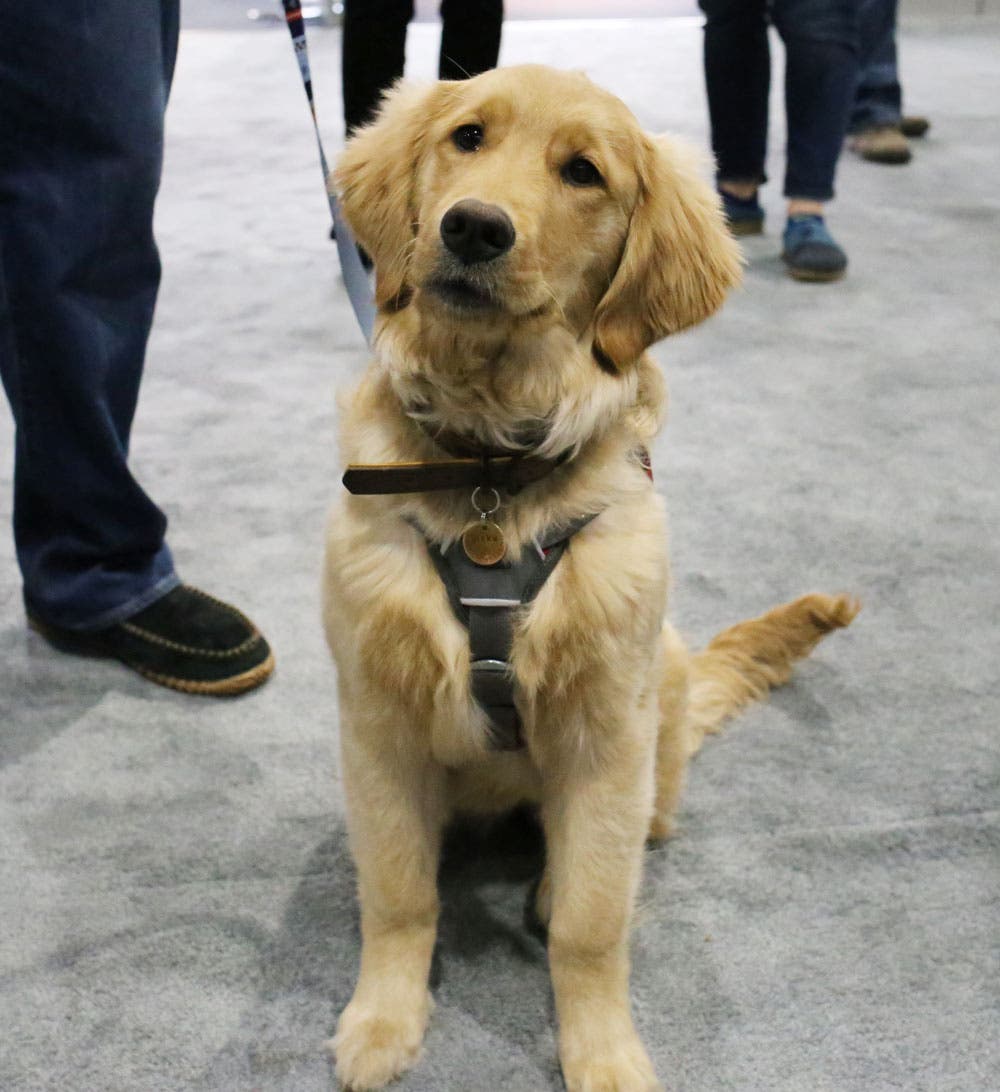 sia_2017_dogs_golden None