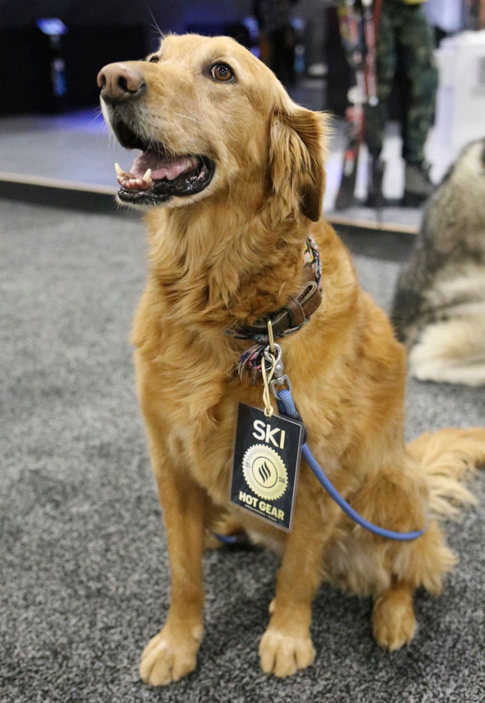 sia_2017_dogs_golden_2 None