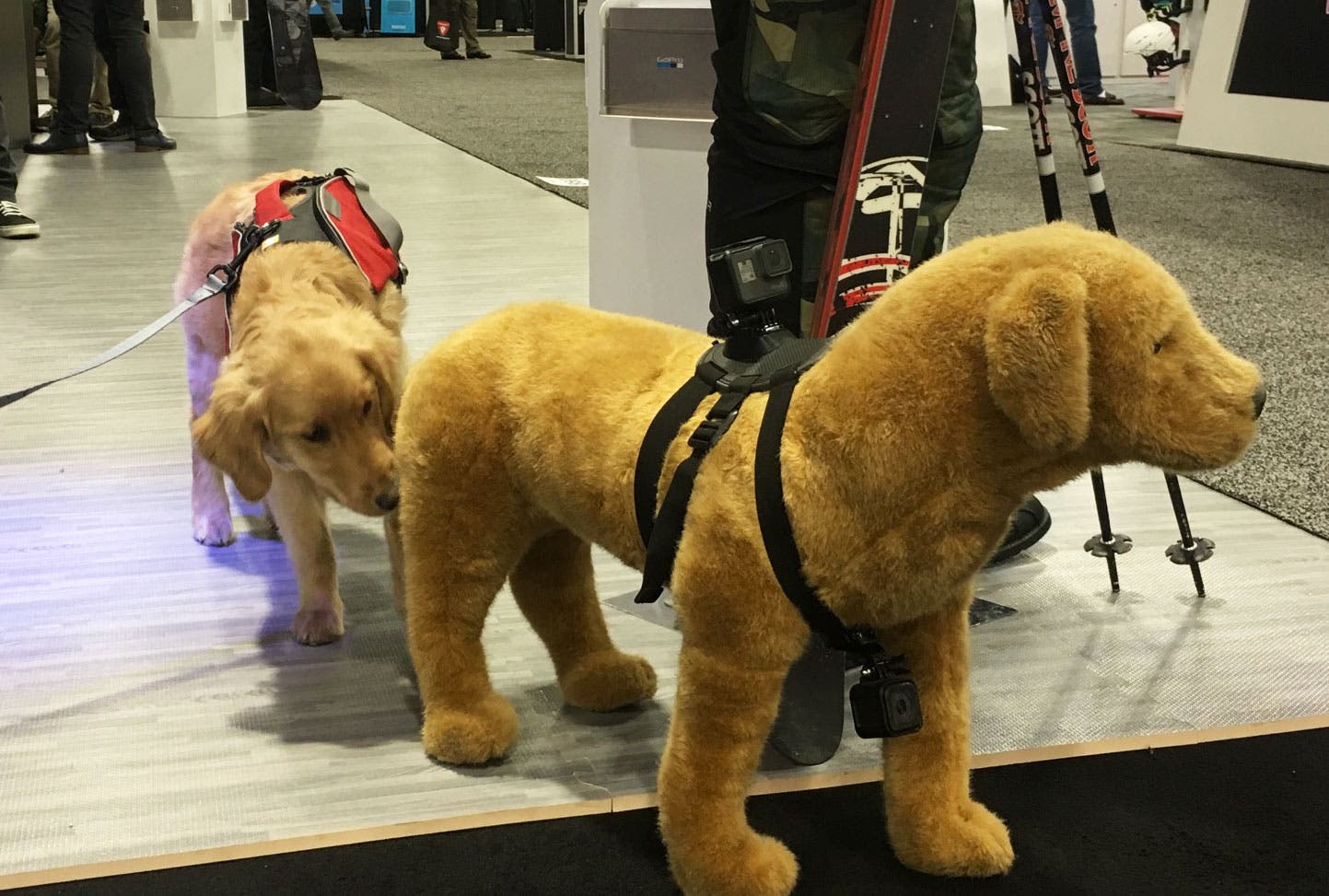 sia_2017_dogs_golden_play None