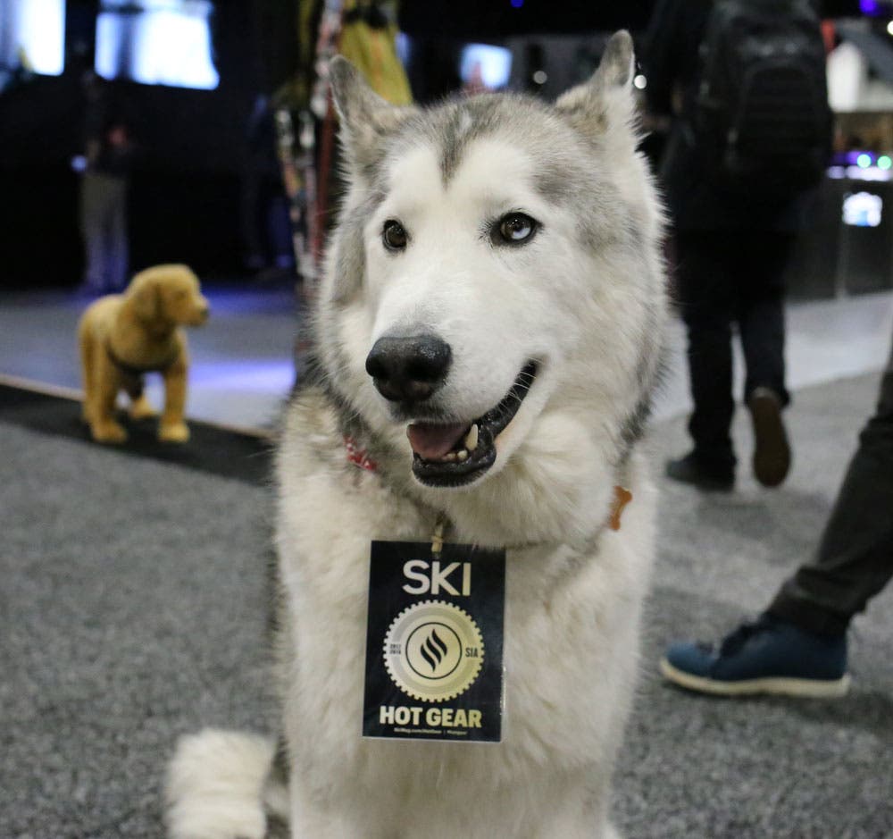 sia_2017_dogs_loki None