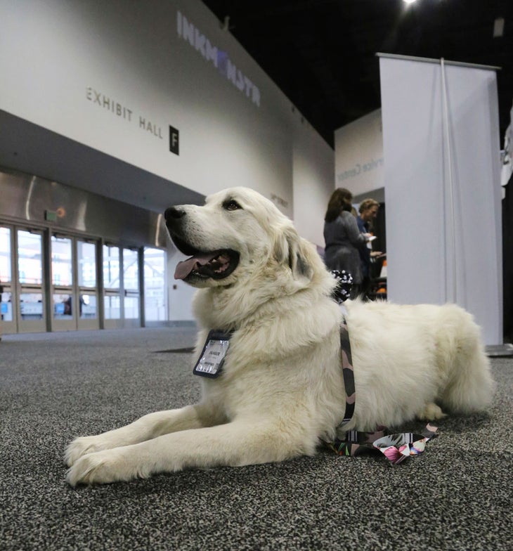 sia_2017_dogs_ranger None