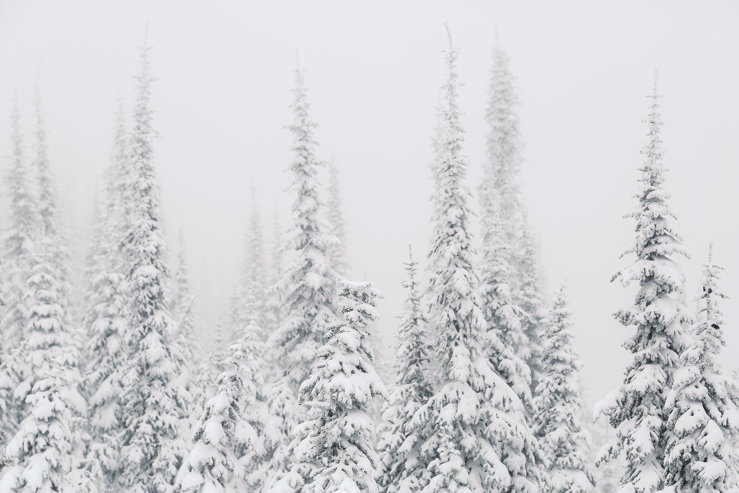 Low vis among Schweitzer’s fog-shrouded trees.