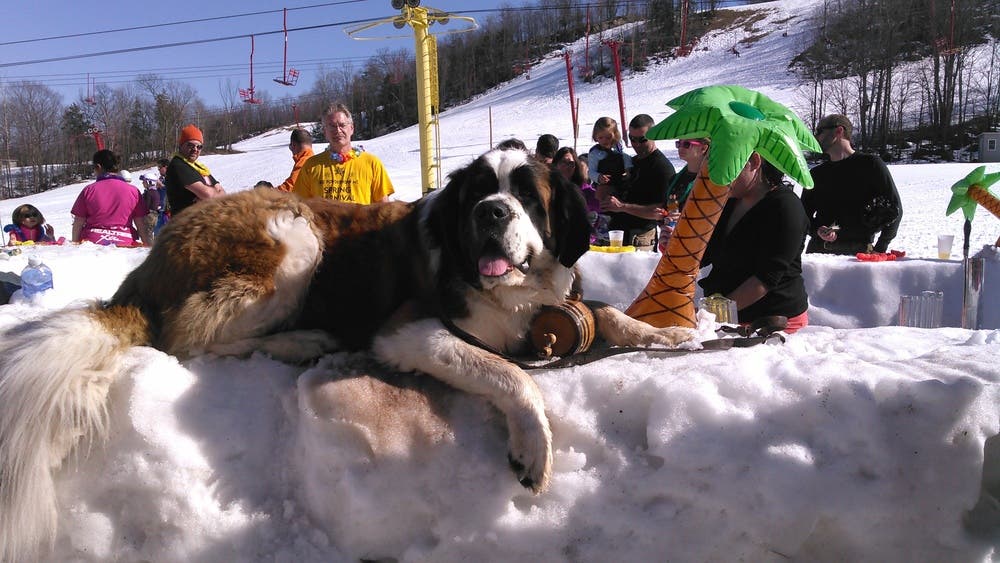 Powder Hound Photo Contest