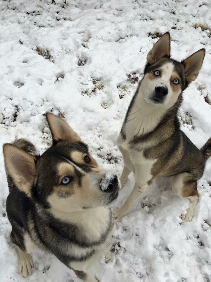 Powder Hound Photo Contest