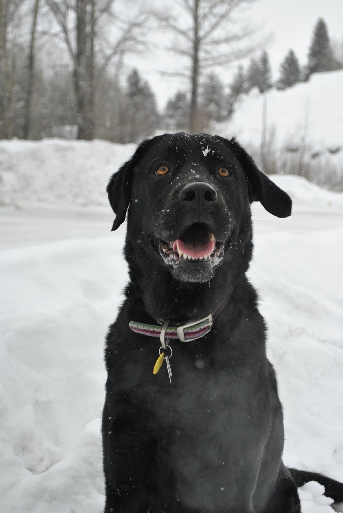 Powder Hound Photo Contest