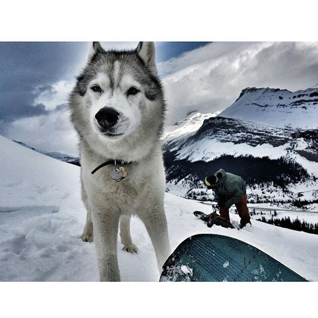 Powder Hound Photo Contest