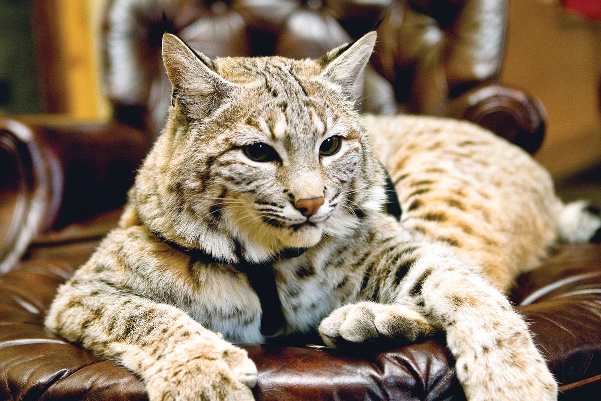 SKI1117_UTL_GNPG2_Courtesy great northern powder guides sway the bobcat