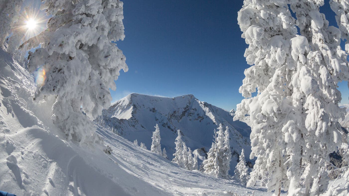 Snowbird-Snow-Q-MattCrawley-web None
