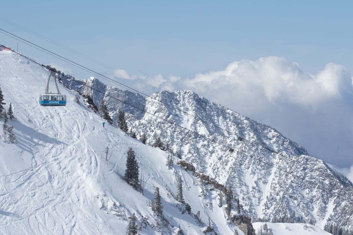 Snowbird-Variety-MattCrawley-web None