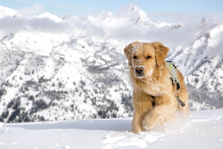 SKI1217_CabinsCompanions_05 Golden Retriever Kicker romps in the powder after a skin to the summit.