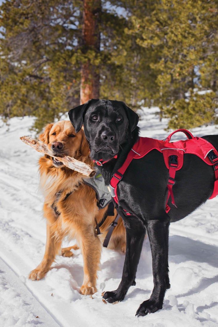 SKI1217_CabinsCompanions_18 Two very good boys.