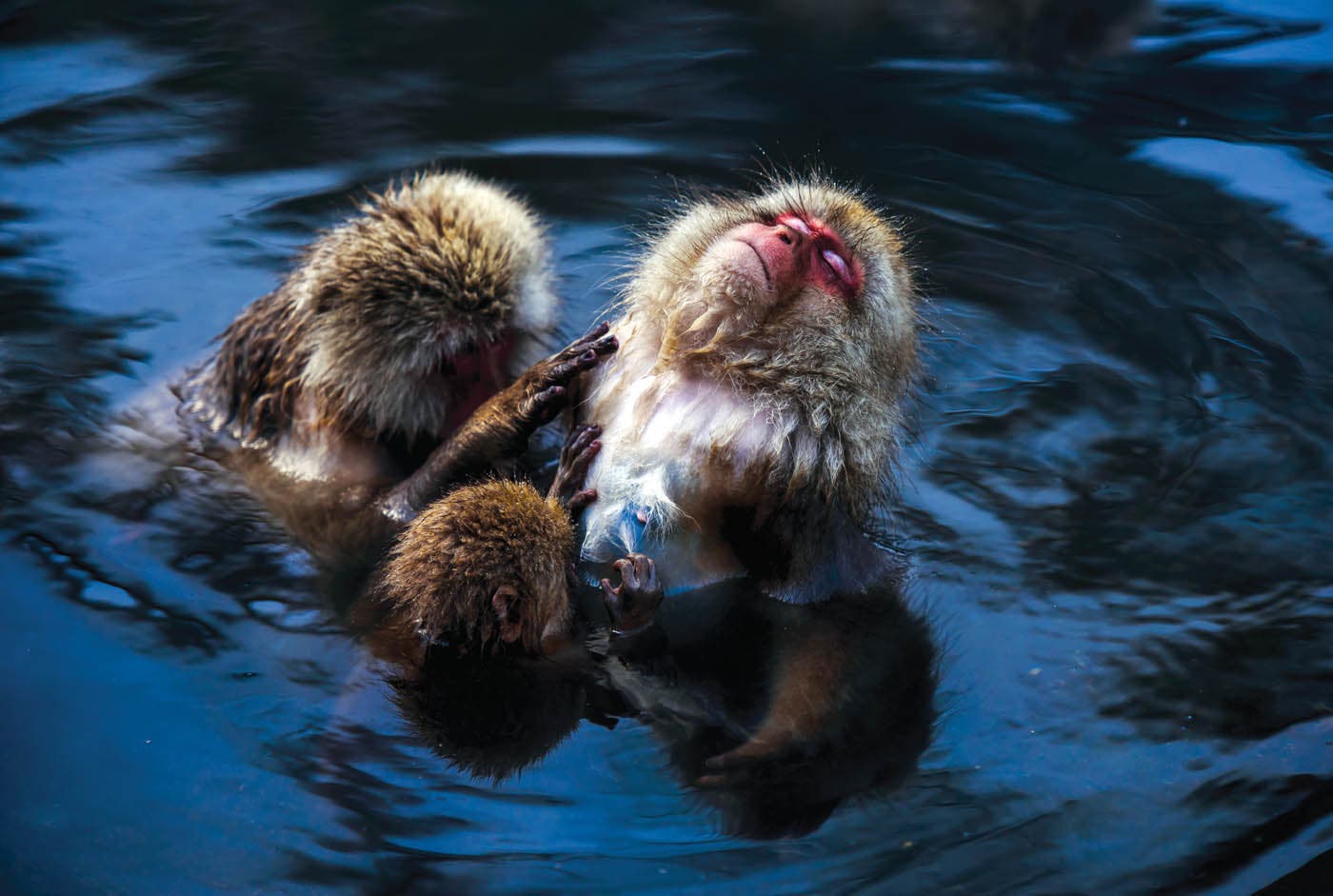 Snow monkeys run rampant at the onsens. “They just cruise around in the water all day,” says Long.