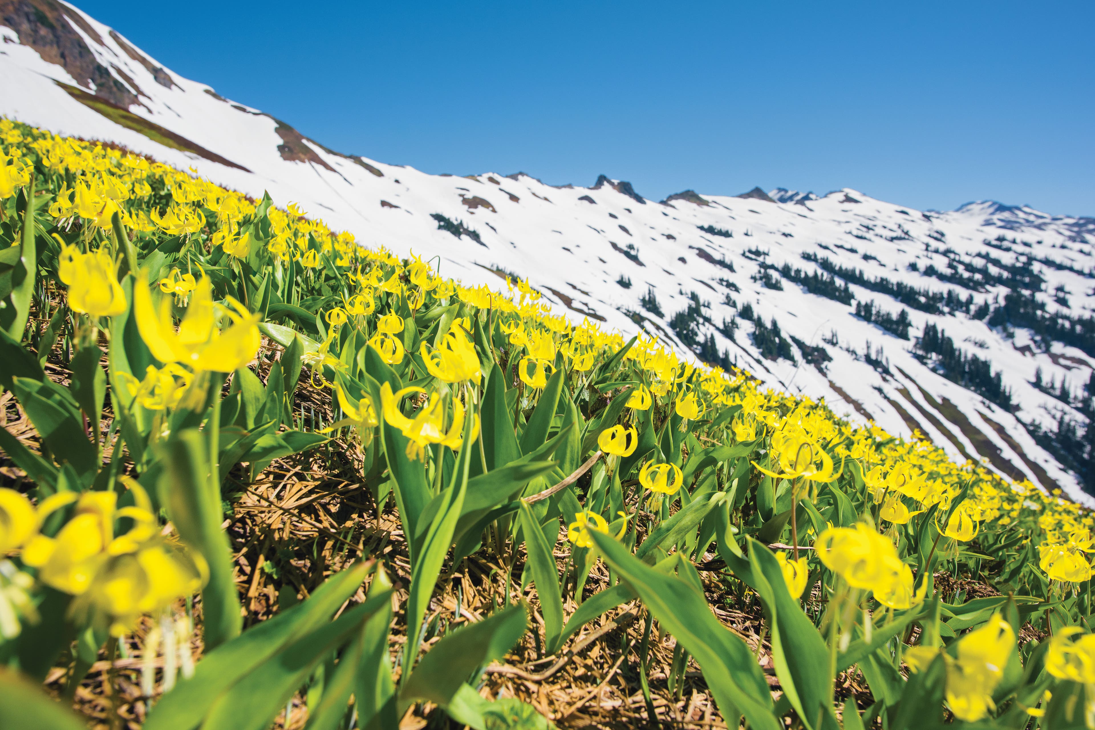 SKI0218_WAS_JAS6817 The Glacier Lilies put on a colorful show.