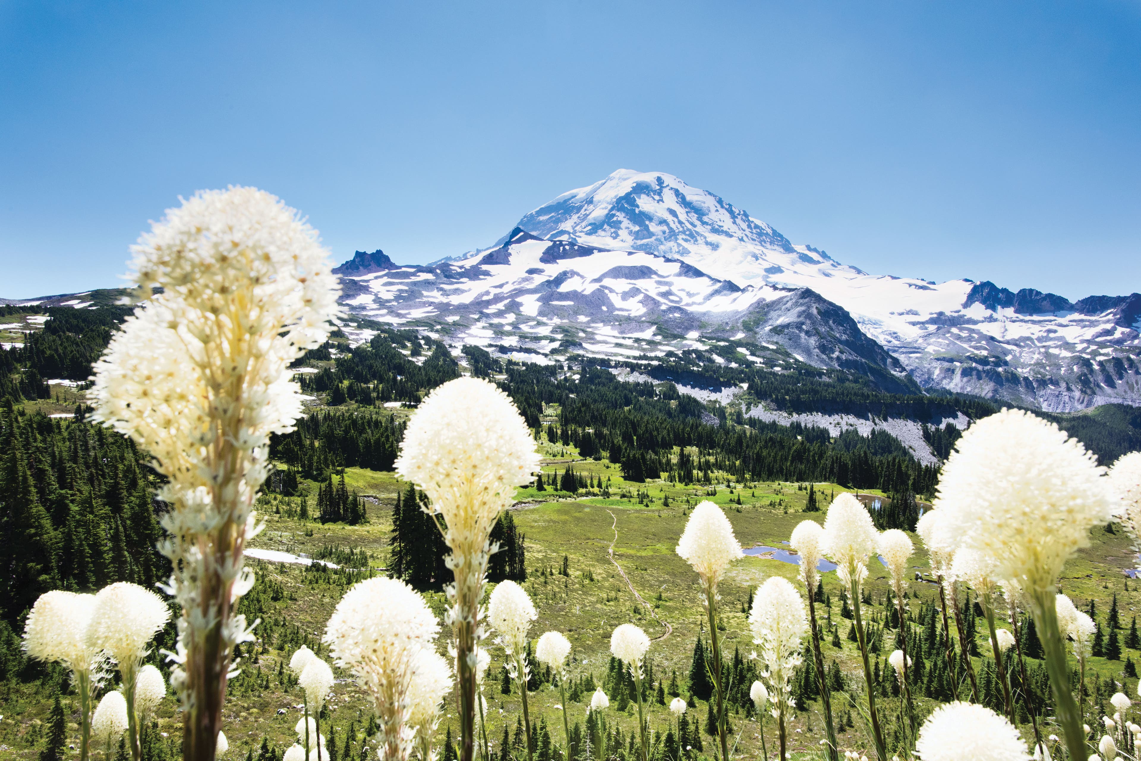 Springtime welcomes the juxtaposition of sun, snow, and Avalanche Lilies, which are prevalent throughout the park.