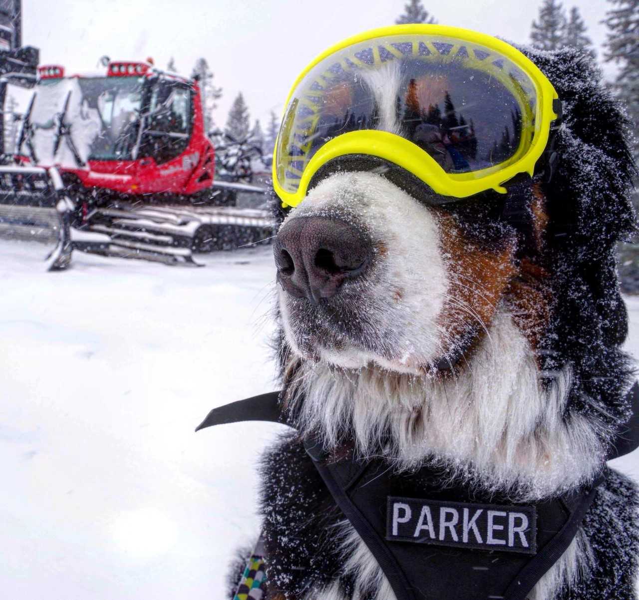 Skiing Dogs of Instagram