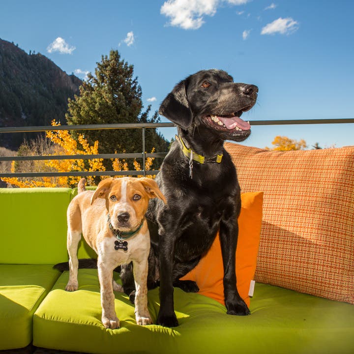 Limelight_dogs Dogs at the Limelight Hotel in Aspen