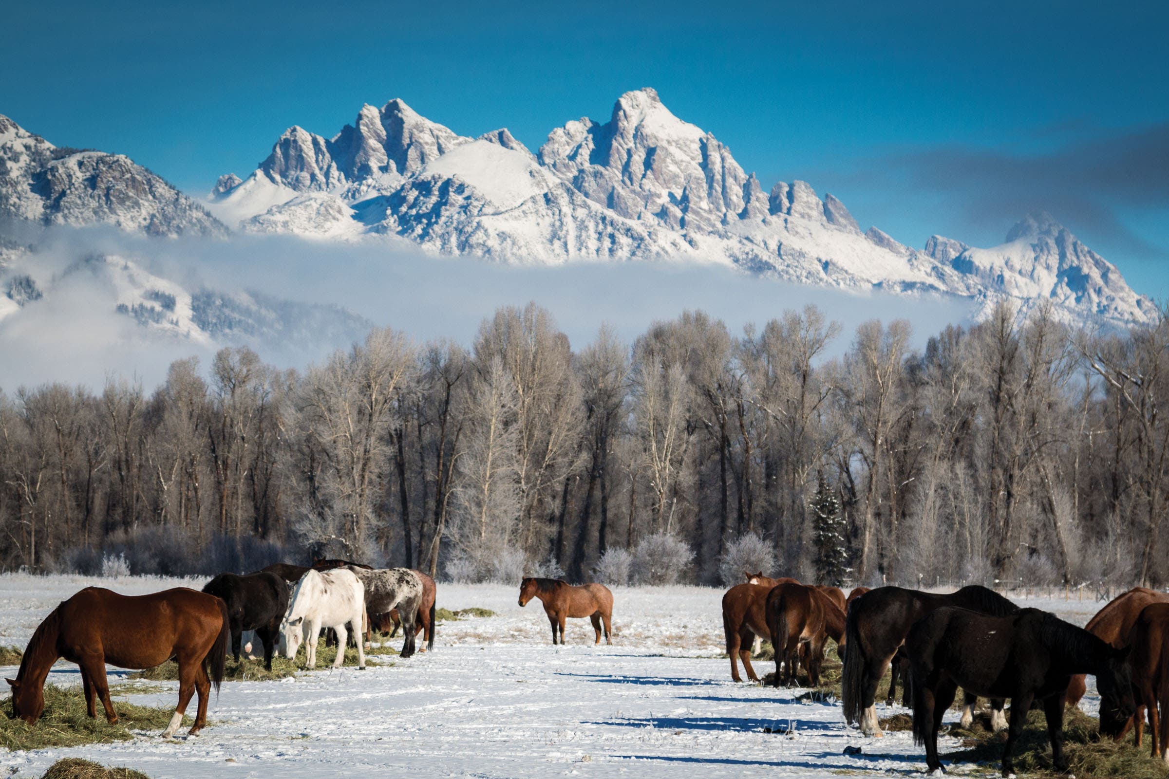Horses grazing in a snowy field in front of a snow-topped mountain in Jackson Hole, Wyoming