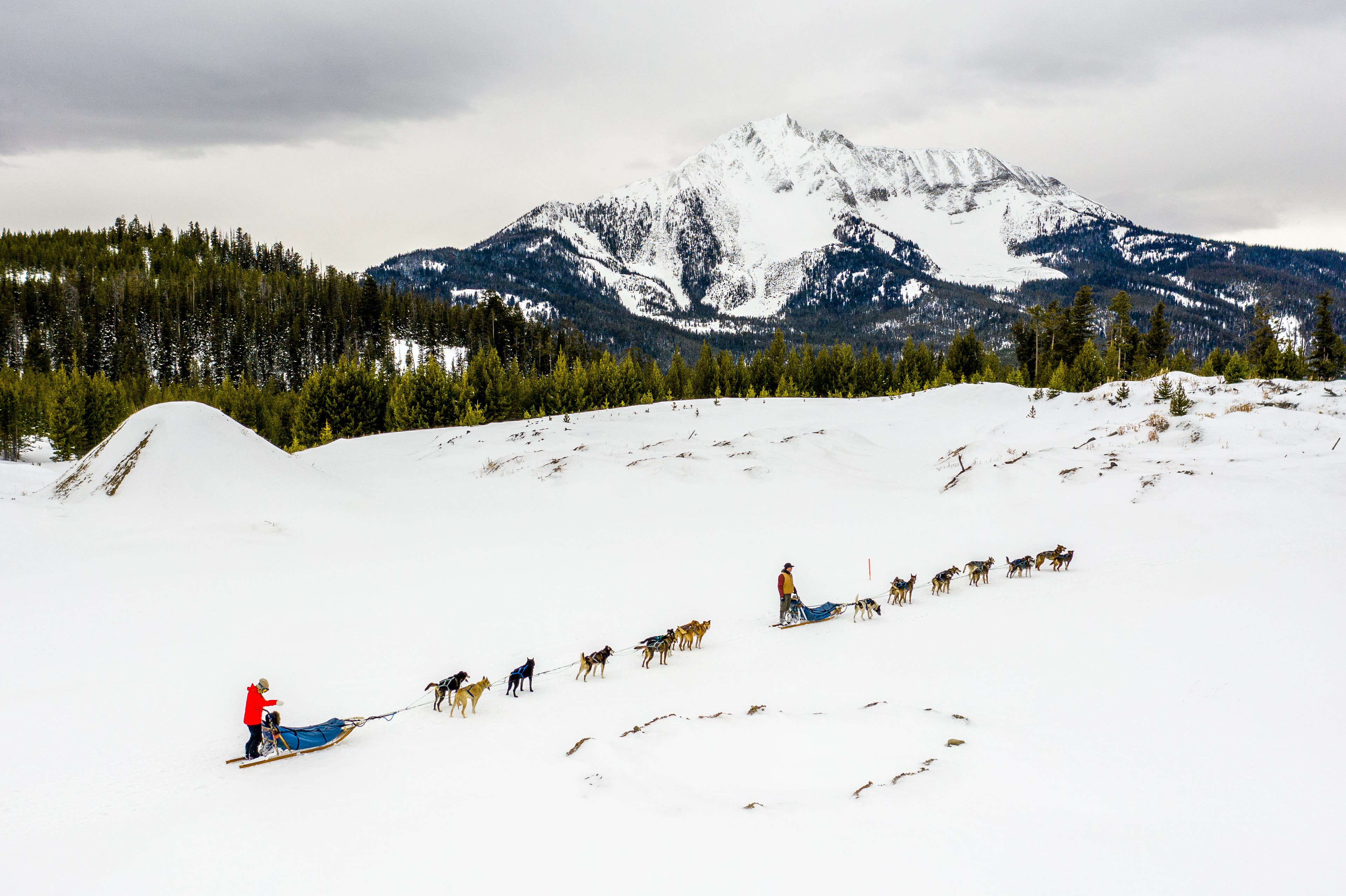 Dog Sledding Big Sky