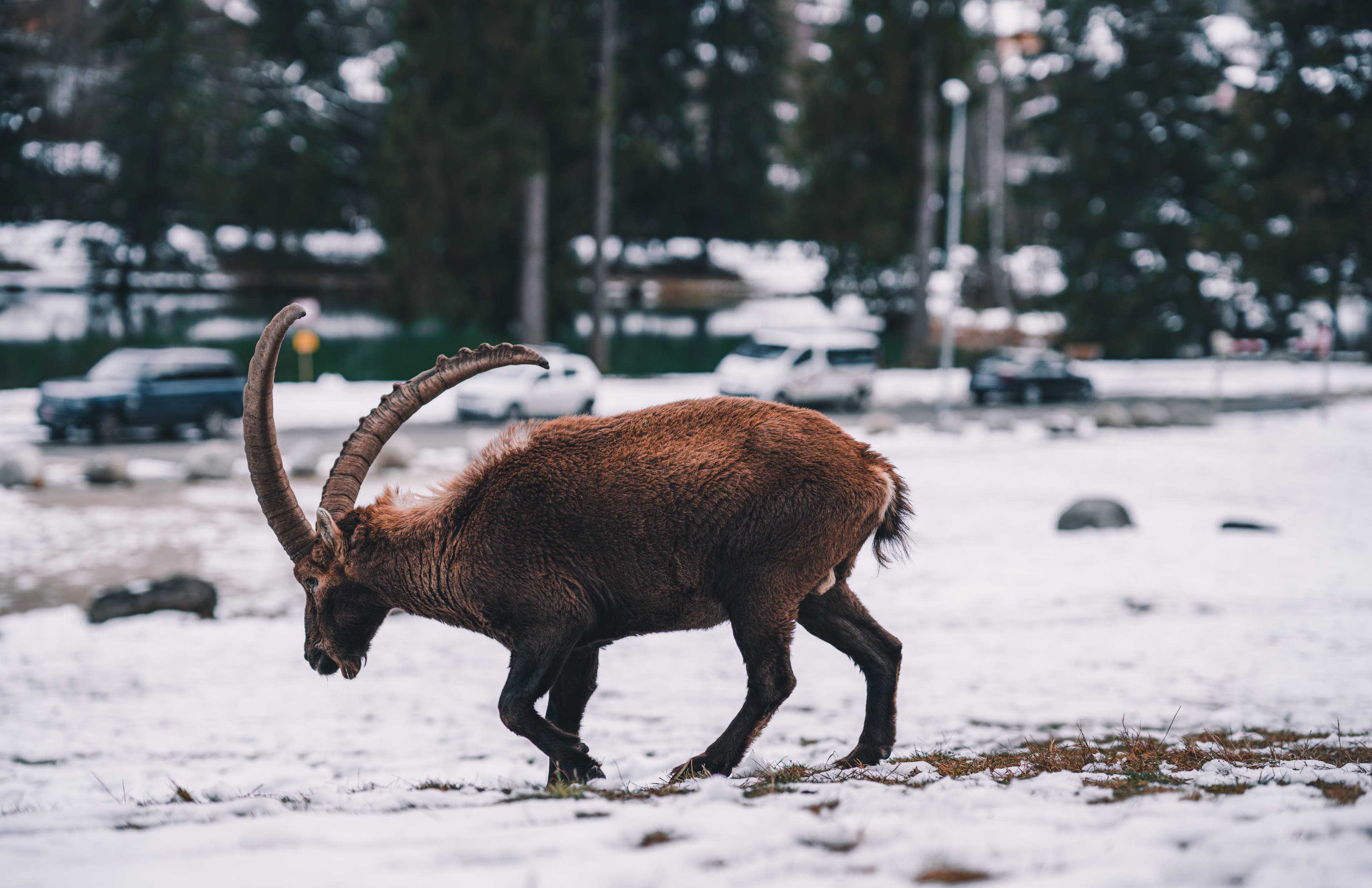 Ibex in Chamonix