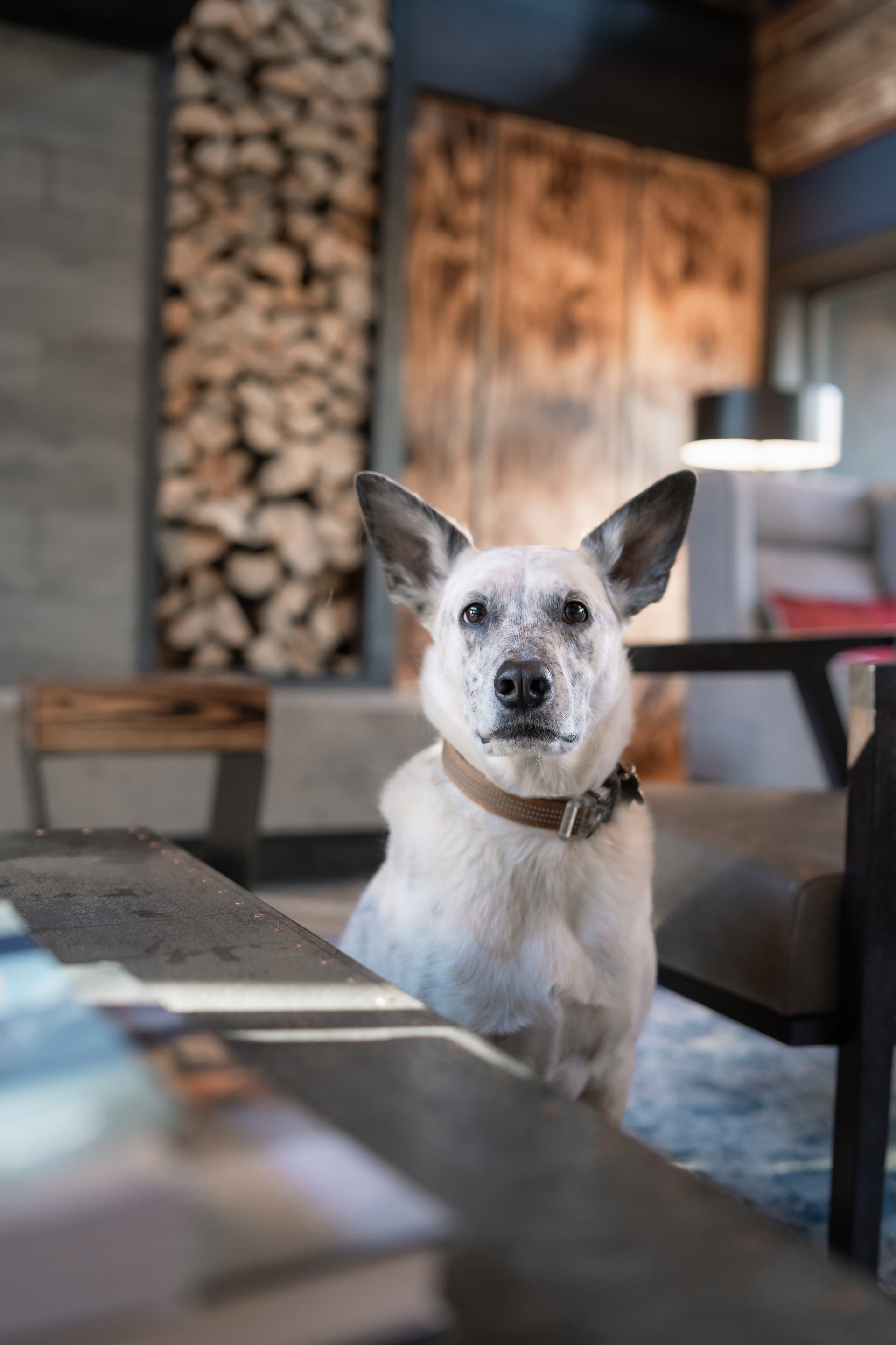 Gravity Haus pet friendly