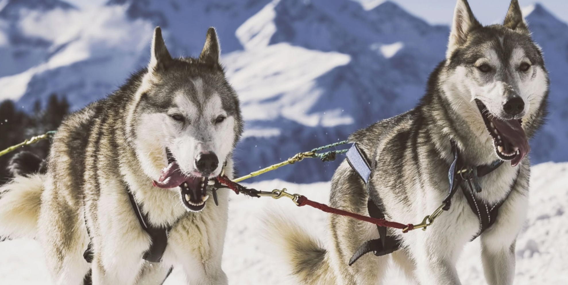 Dog Sledding Big Sky
