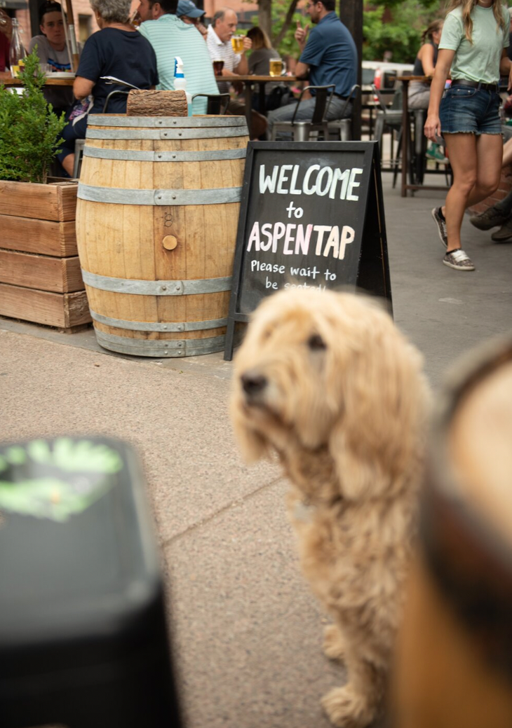 Aspen Tap