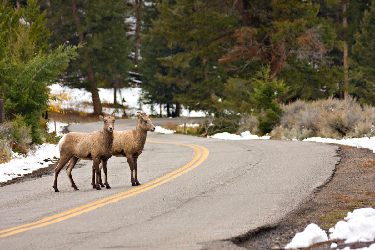 Big Horn Sheep crossing road in Yellowstone