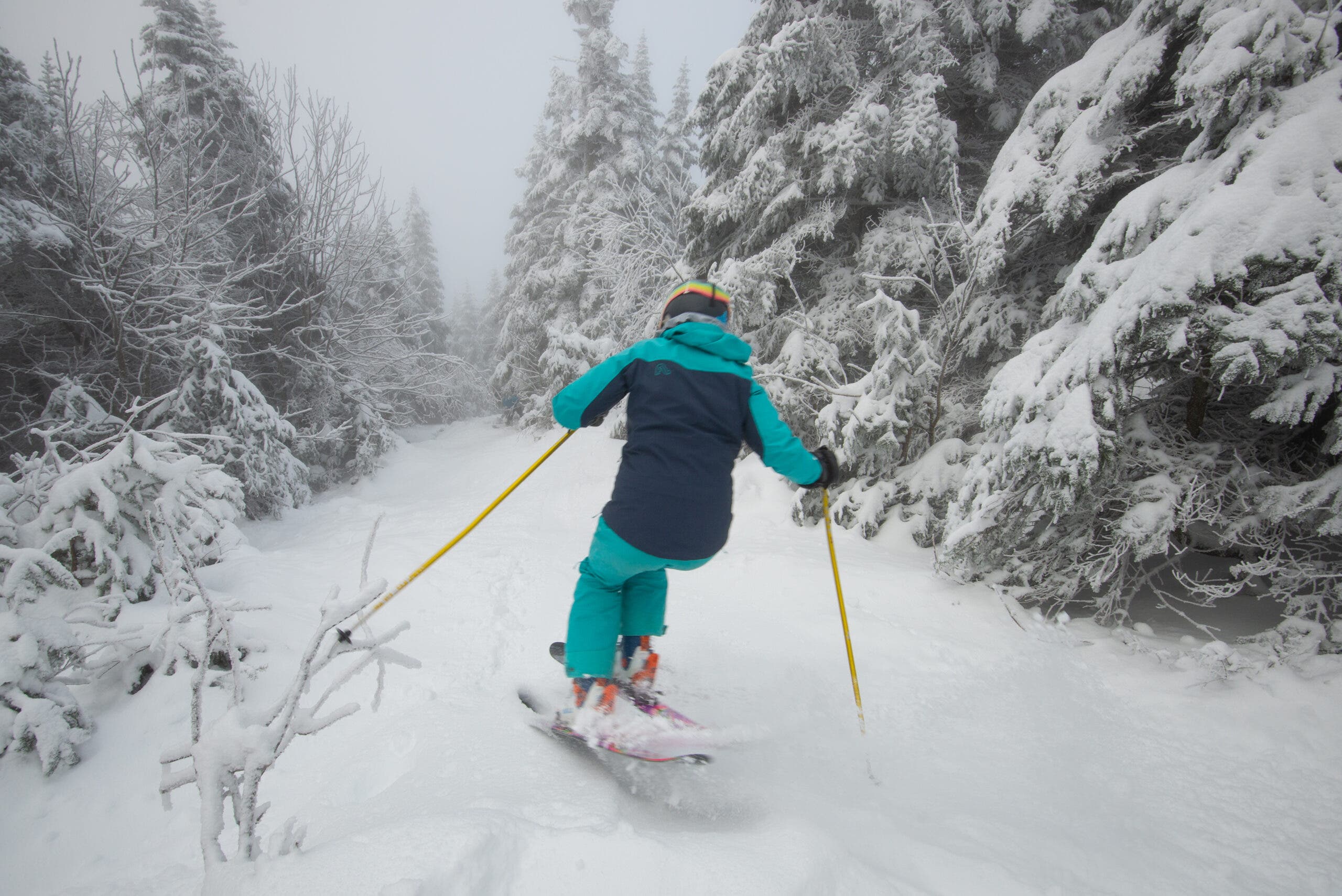 Skier in blue heads through trees on a powder day