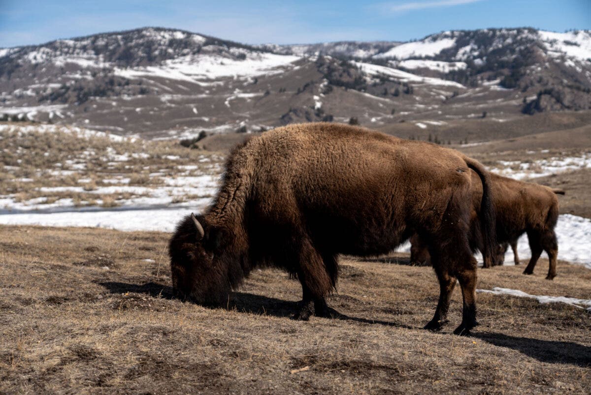 Bison in Montana
