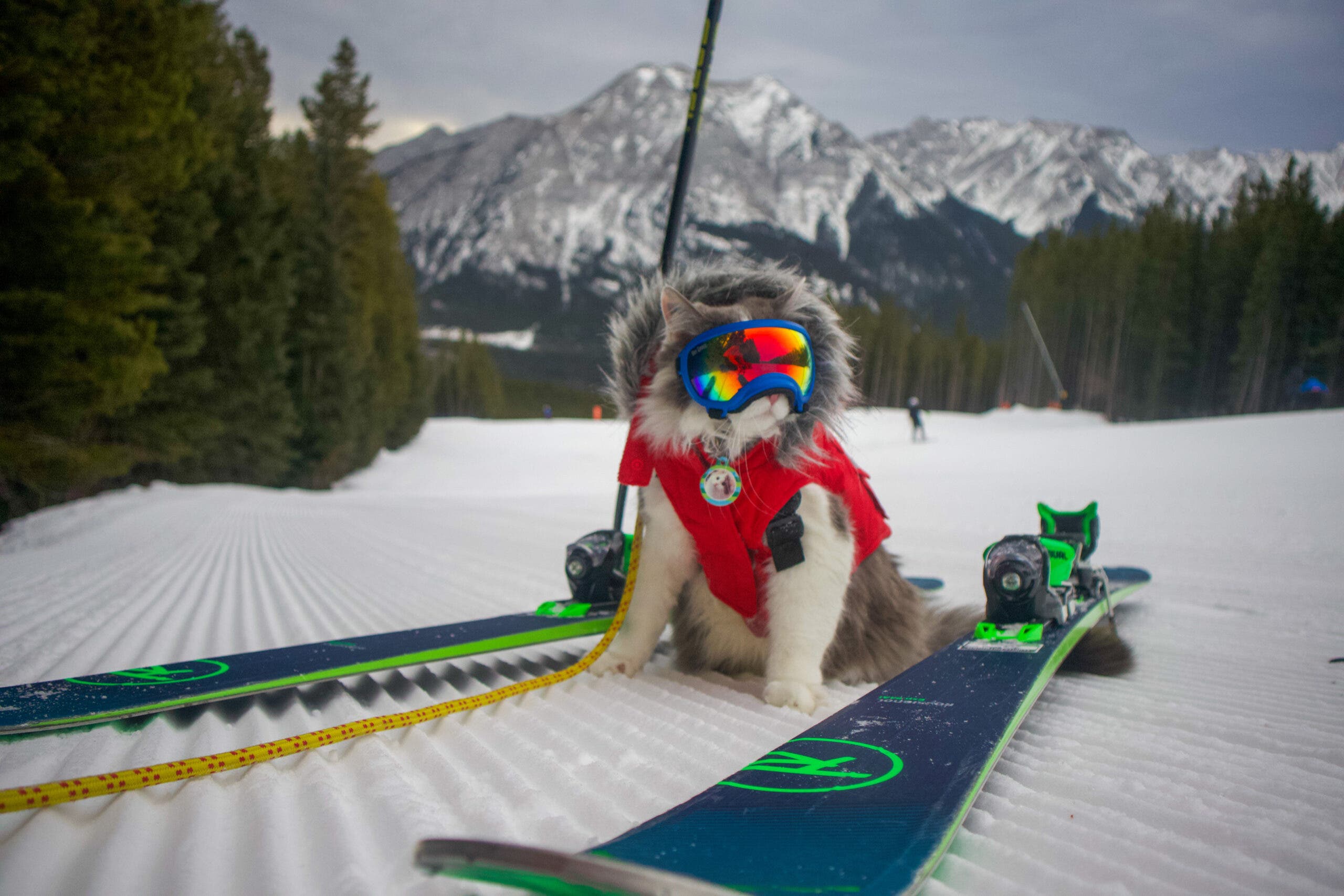 When We Say Cat Skiing, We Actually Mean Cats... Skiing