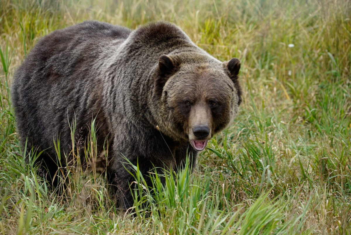 ICYMI: Ski Resort Feeds Grizzly From Gondola | SKI