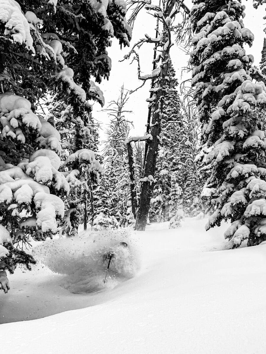 Backcountry skier in powder