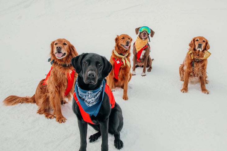 avalanche dogs