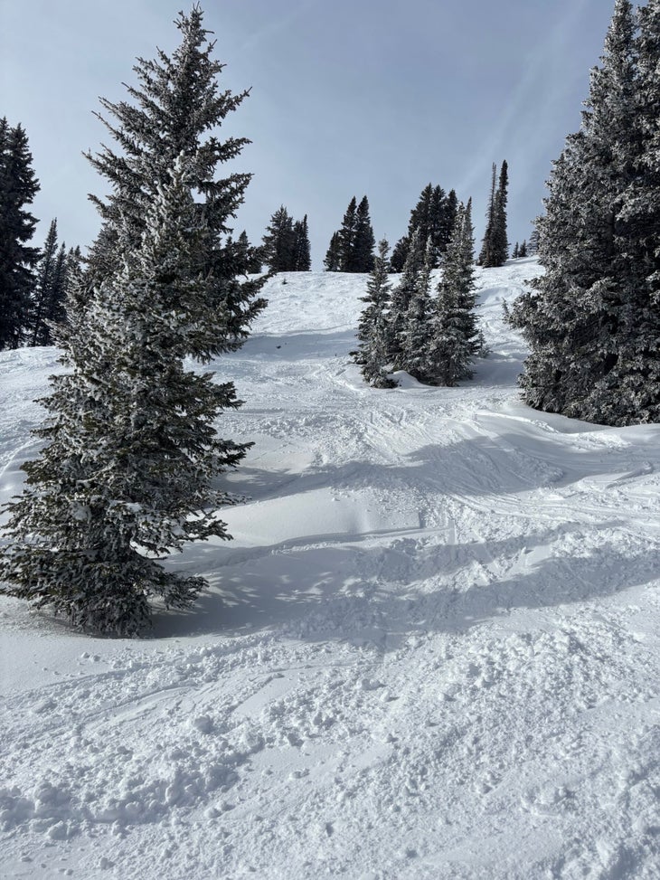 Morningside trees Steamboat