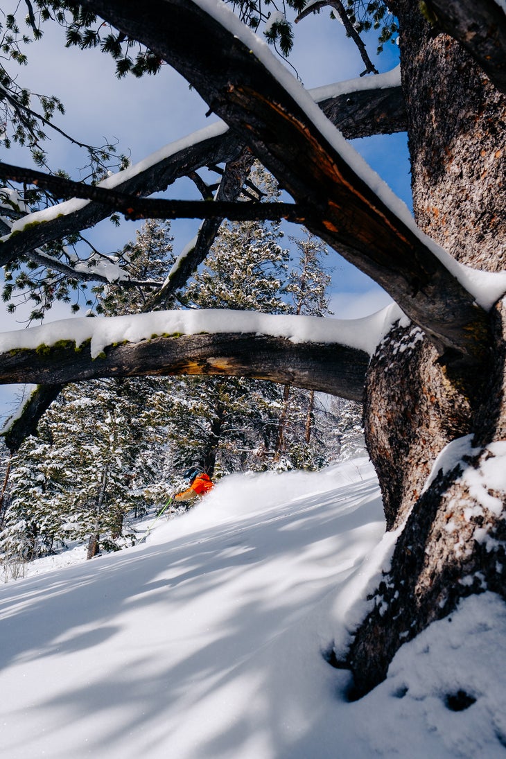 Camera with tree branches in front captures skier in front of tree
