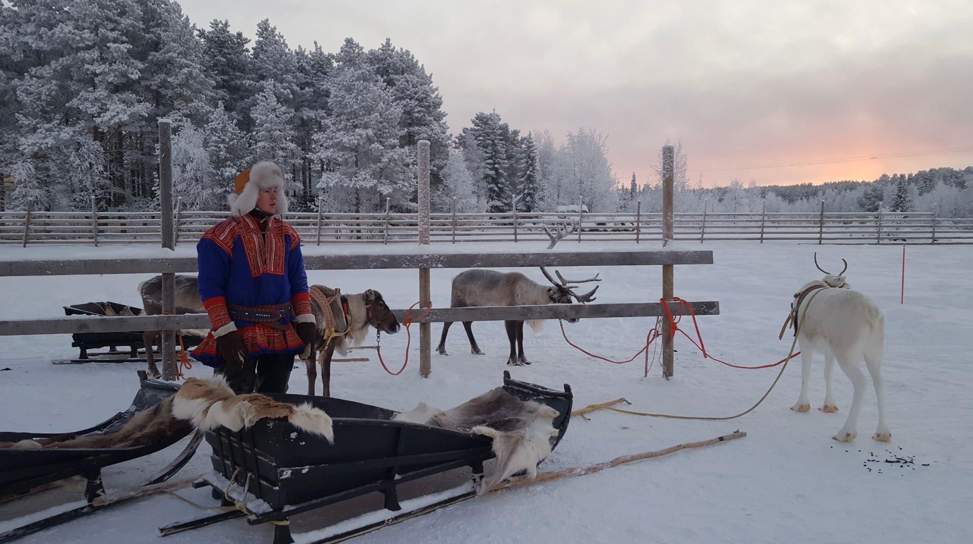 Meet Mikaela Shiffrin's Reindeer at This Finnish Lapland Farm | SKI
