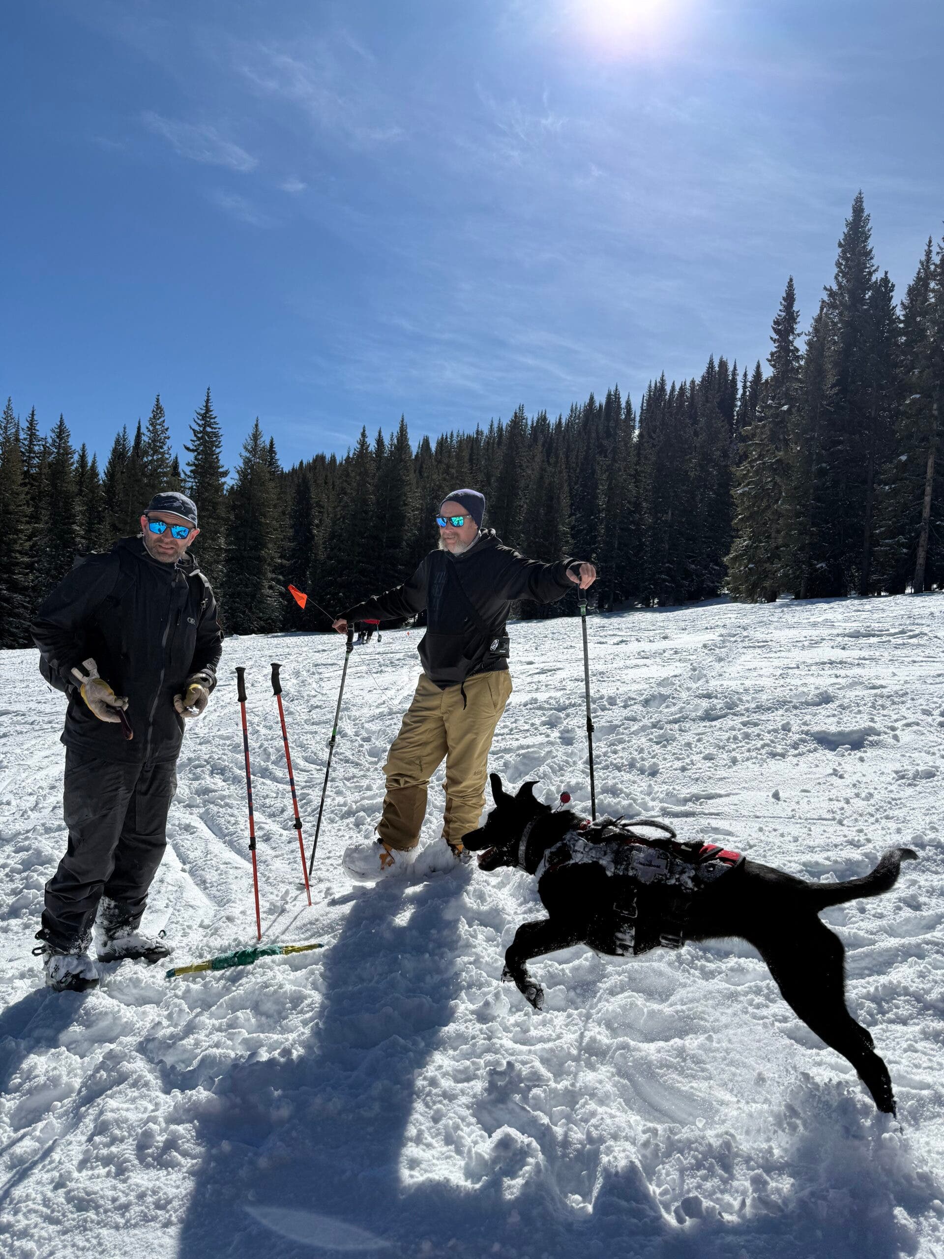 ski patrol dogs