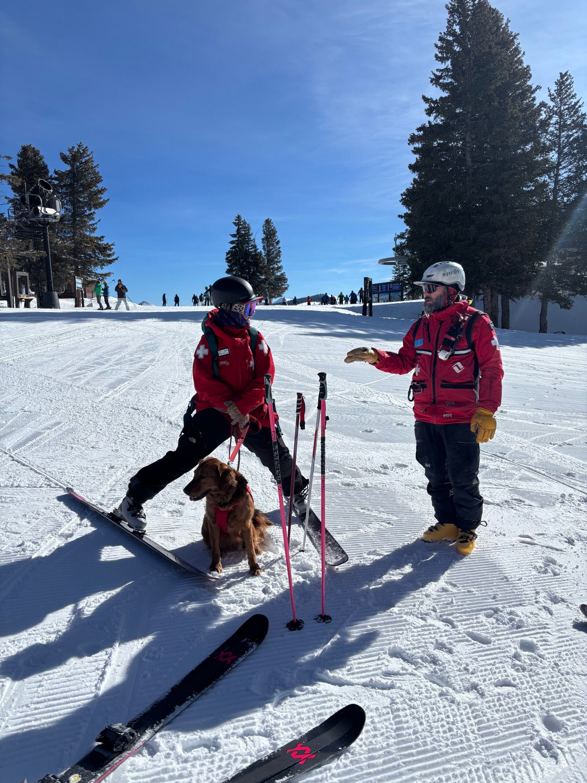 ski patrol dogs