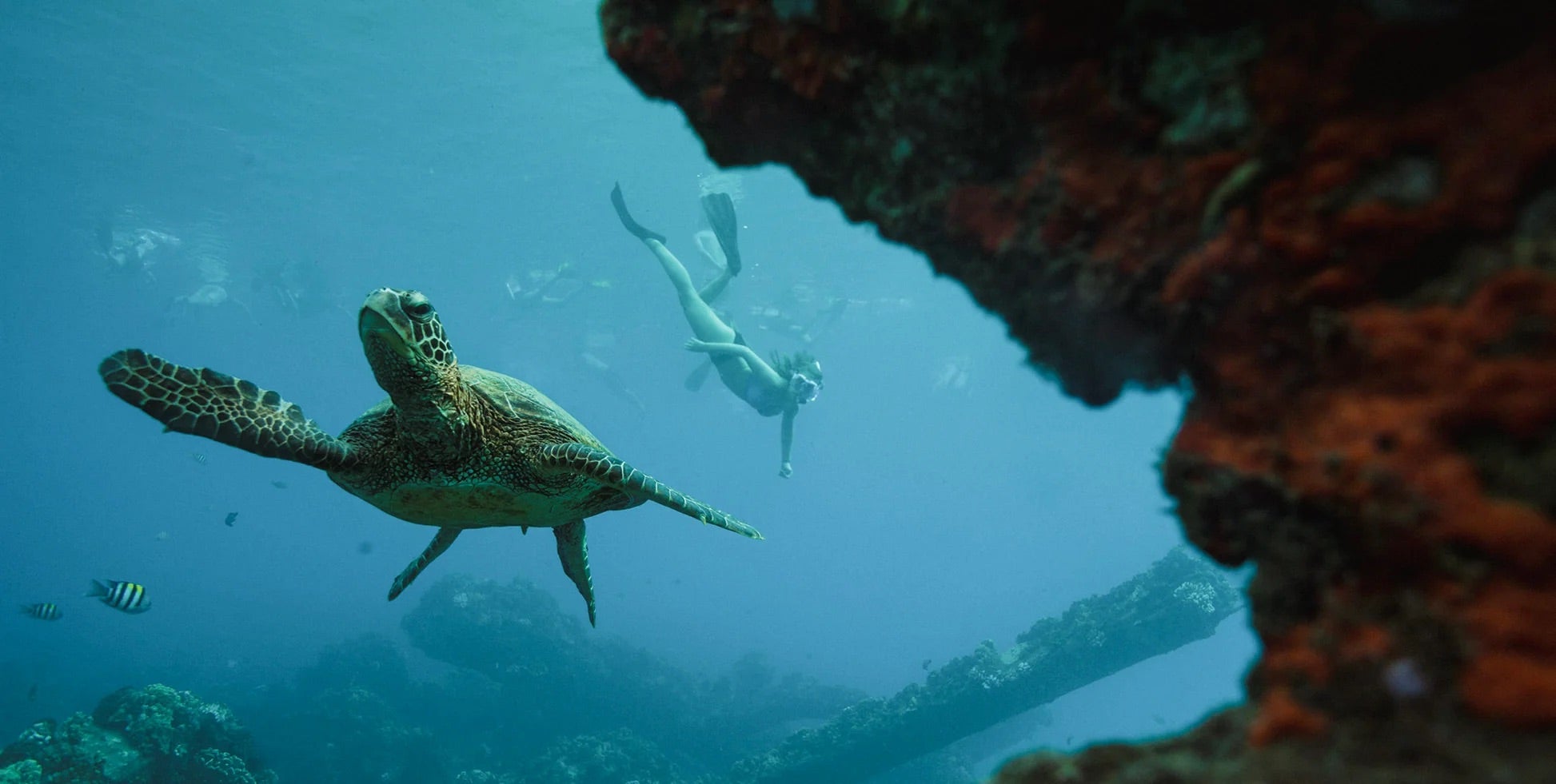 The Expedition Cruise Line That Takes Guests Way Beyond the Viewing Deck